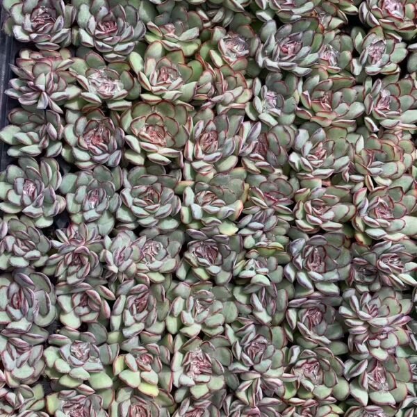 135. Echeveria pulidonis