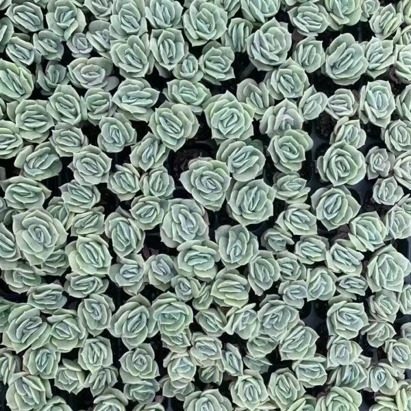 050. ×Graptoveria ‘Lovely Rose’