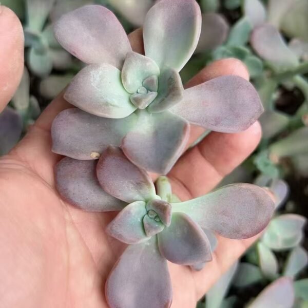 015. Graptopetalum ‘Purple Delight’