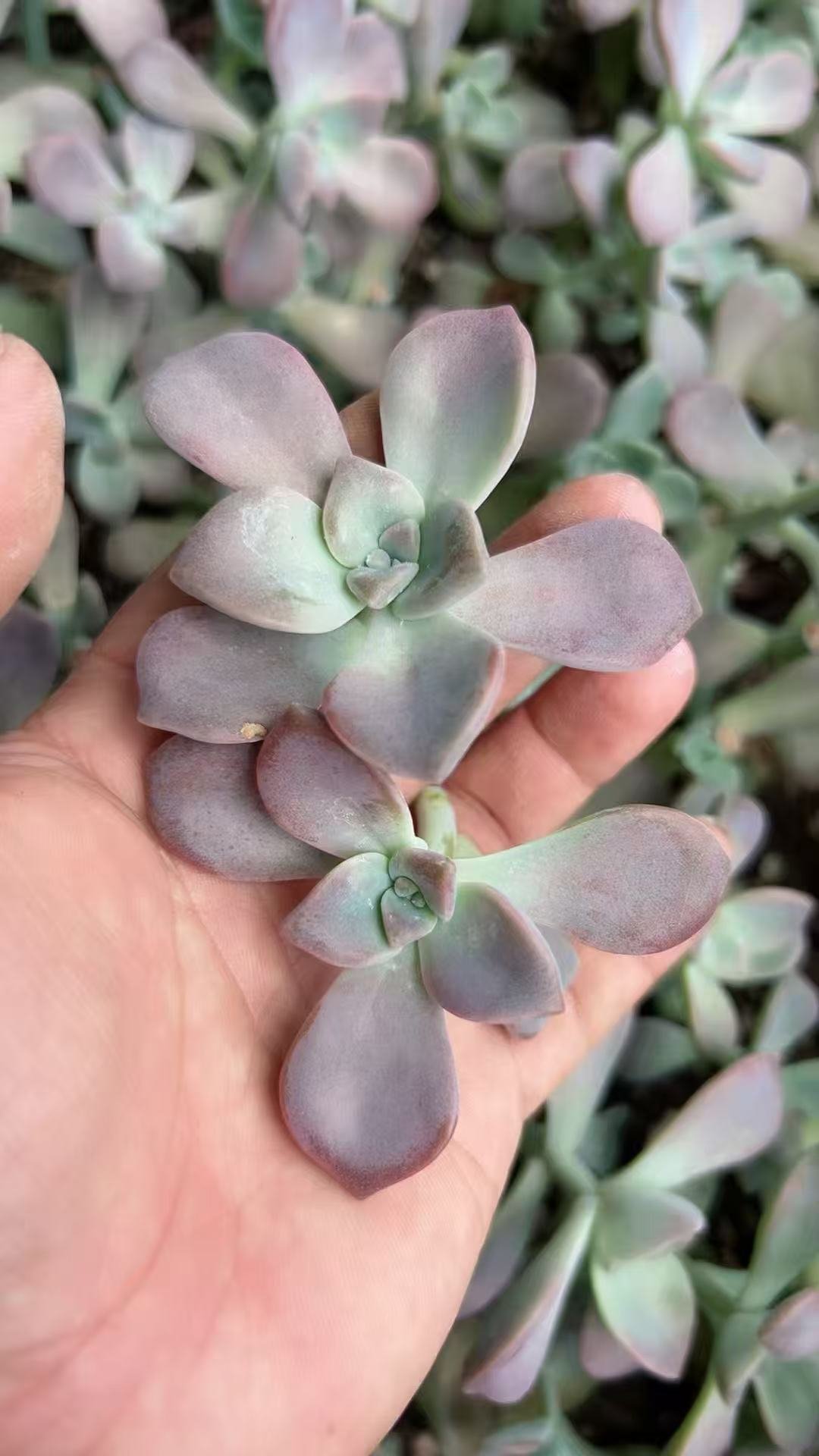 4167761f780e9e29a515878871470b9