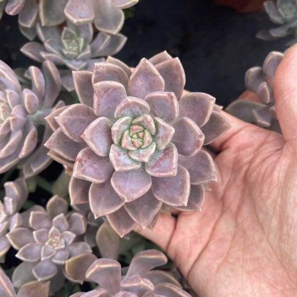 136. Graptopetalum ‘Alpenglow’