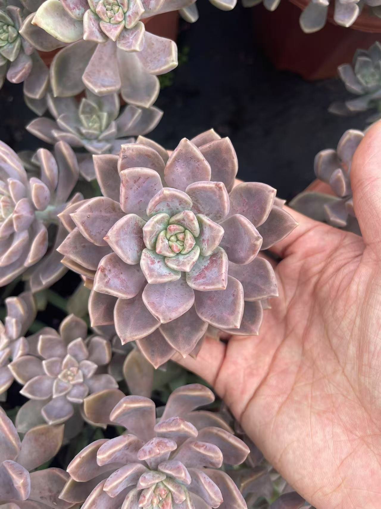 Graptopetalum 'Alpenglow'