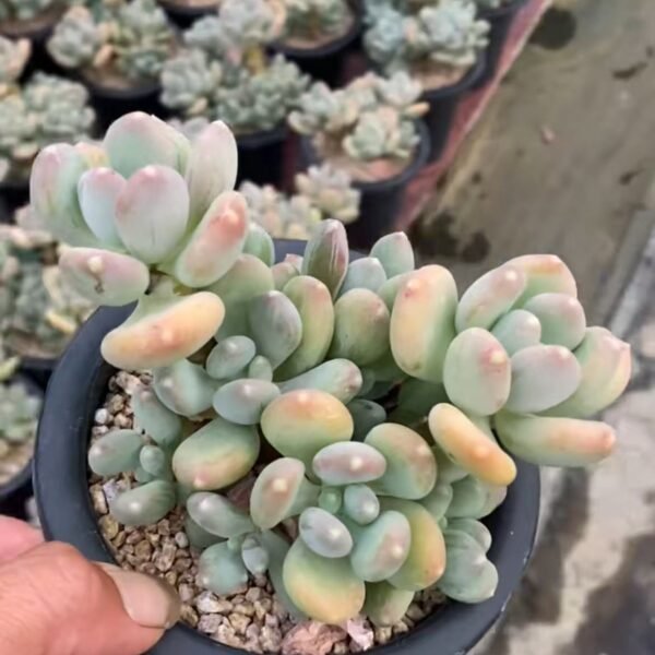 110. Pachyphytum glutinicaule