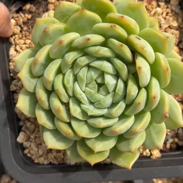 Echeveria ‘Bluebird Champagne’
