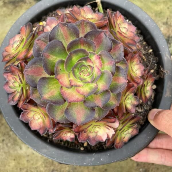 009. Aeonium ‘Color Body Aquaman’