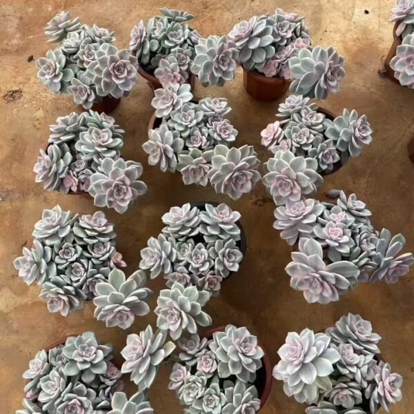 086. Graptopetalum ‘Purple Delight’