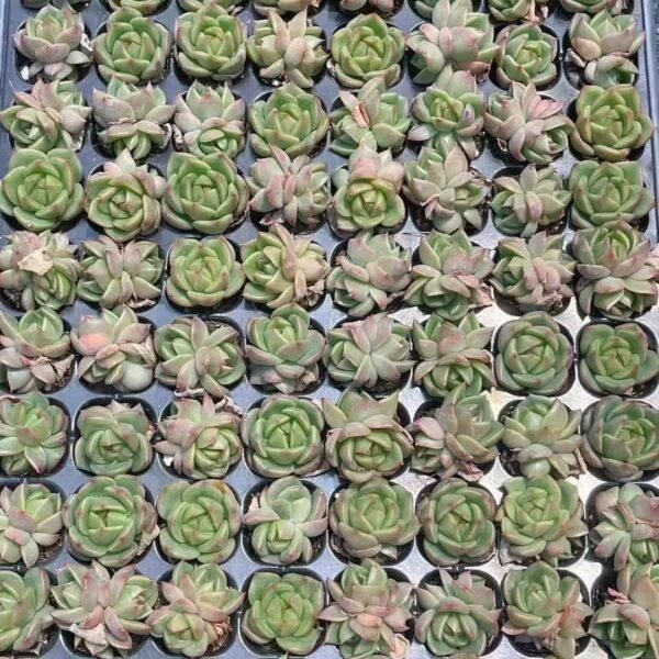 196. Haworthia pygmaea mutant ‘ice city’