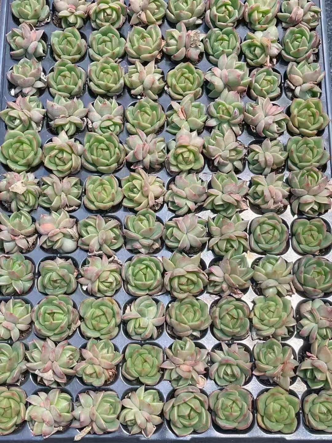 Haworthia pygmaea mutant 'ice city'