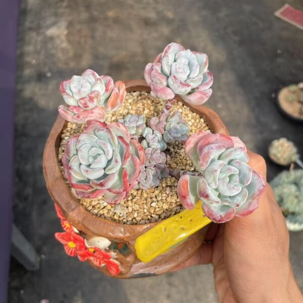 Echeveria ‘Lola’