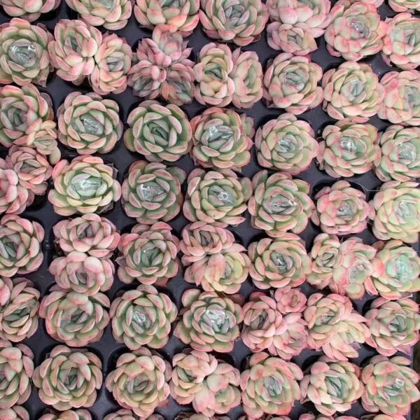 096. Echeveria ‘Strawberry Ice’