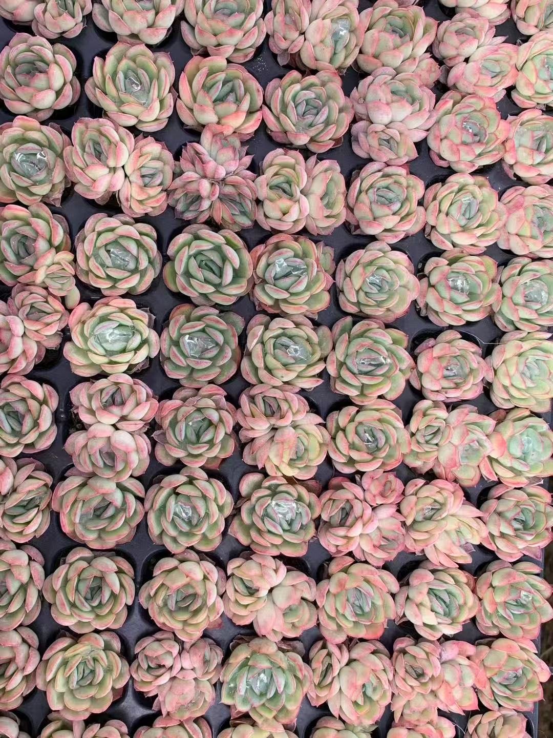 Echeveria 'Strawberry Ice'
