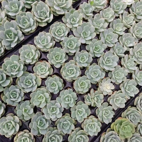 034. Echeveria ‘Deresina’