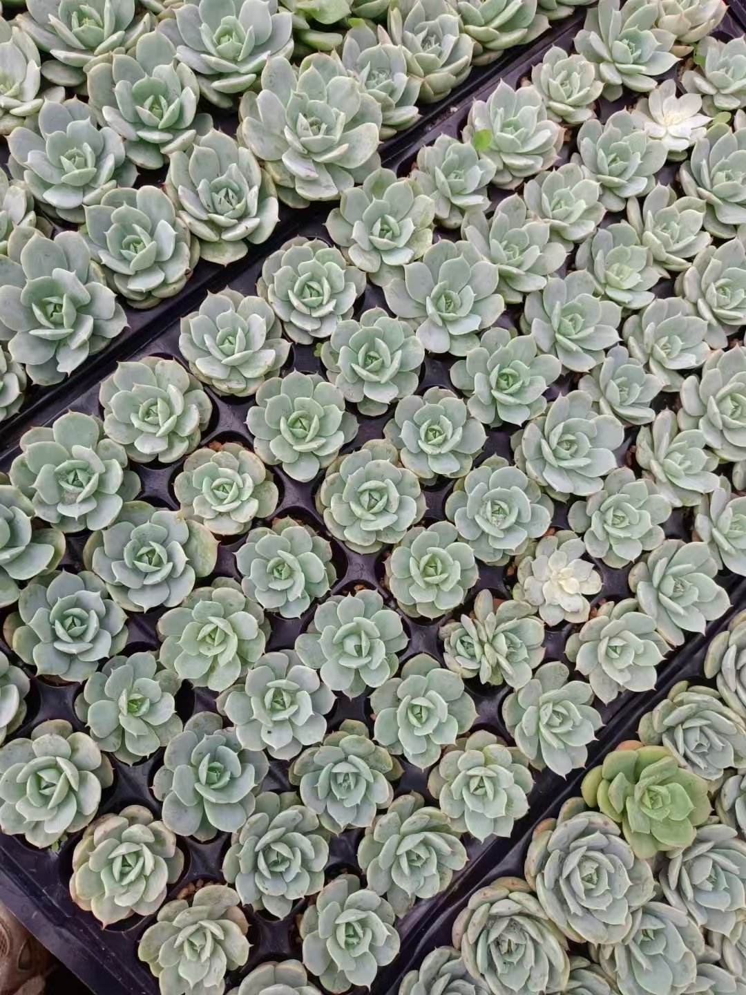 460b6ece5dbfacdb480b41c9f862893