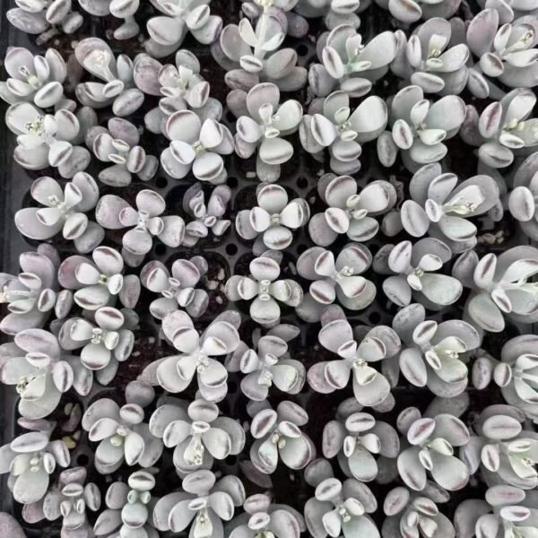 182. Cotyledon orbiculata