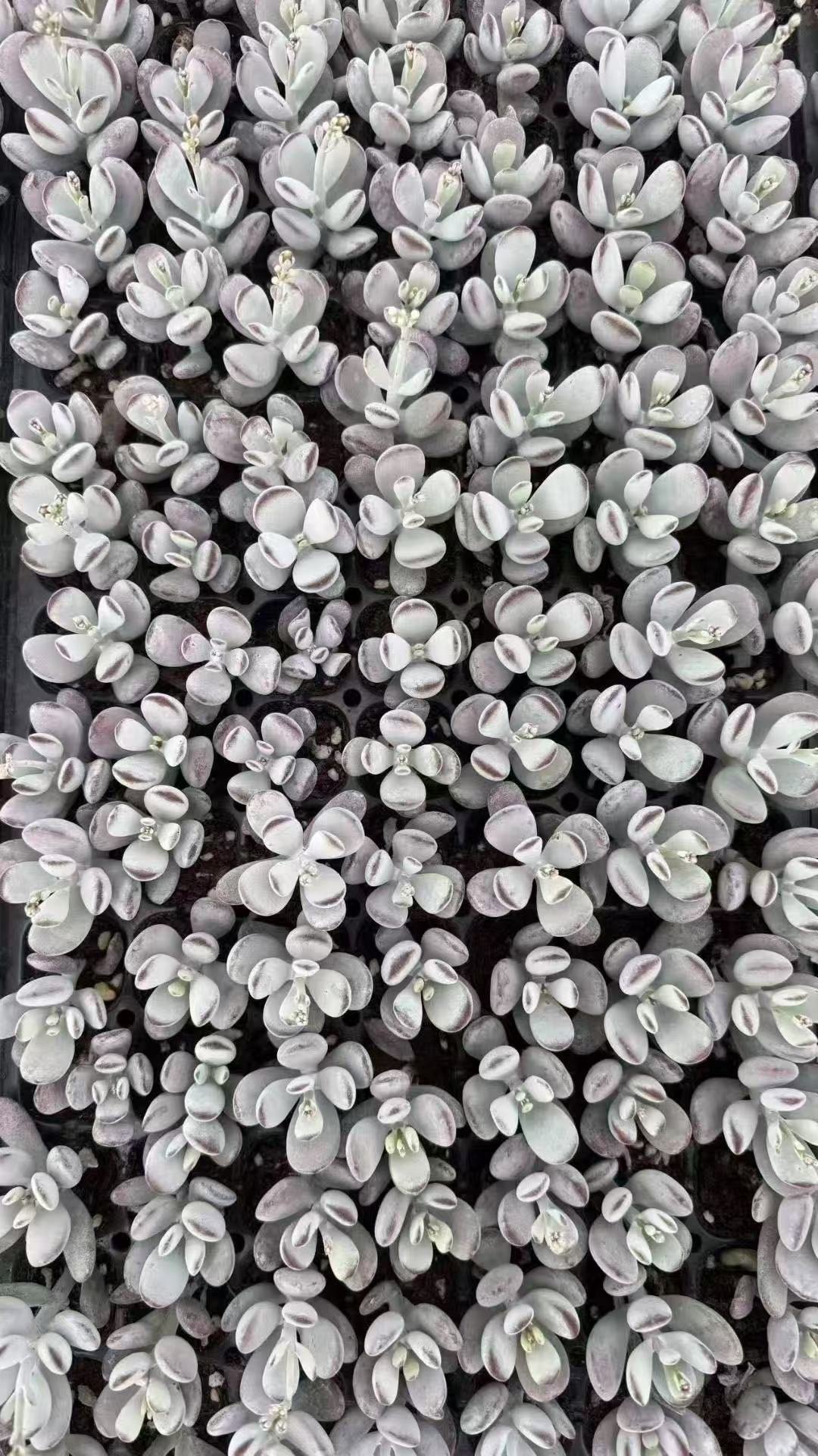 Cotyledon orbiculata