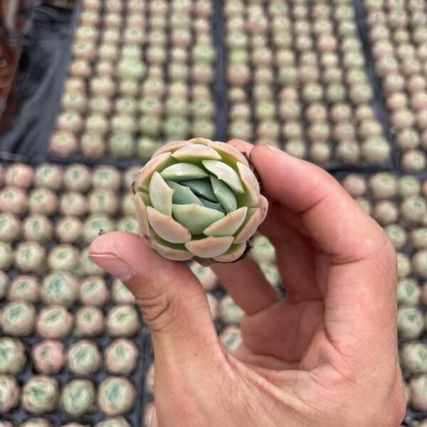 104. Echeveria ‘Cream berry’