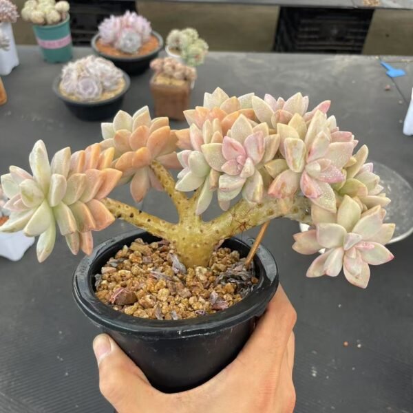 Echeveria ‘Dasuki’