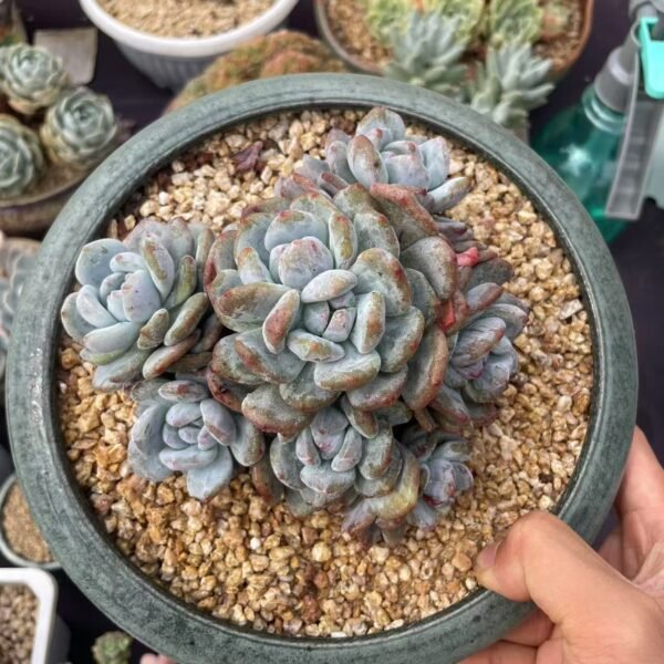 Echeveria elegans ‘Potosina’