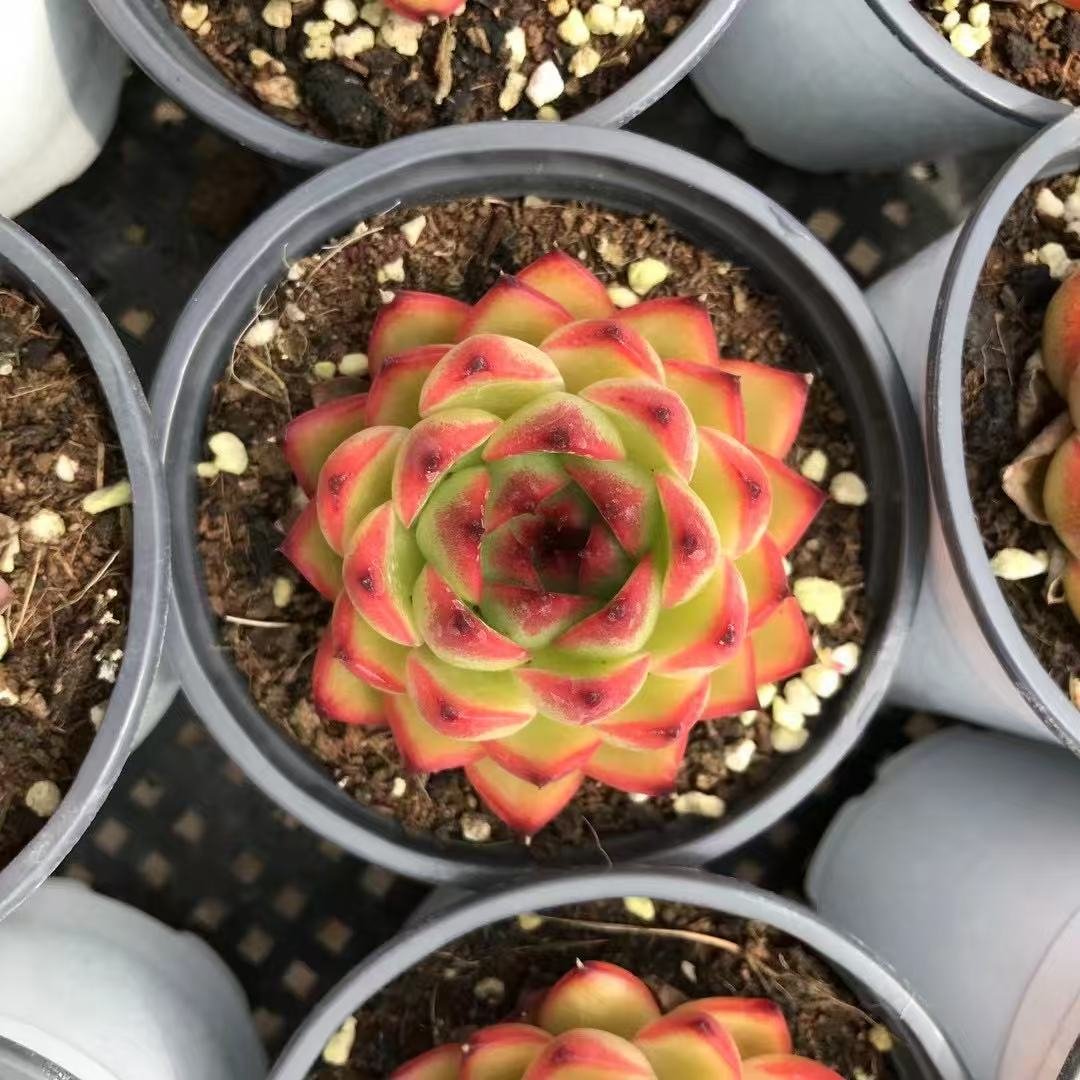 Echeveria 'Moon Stone'