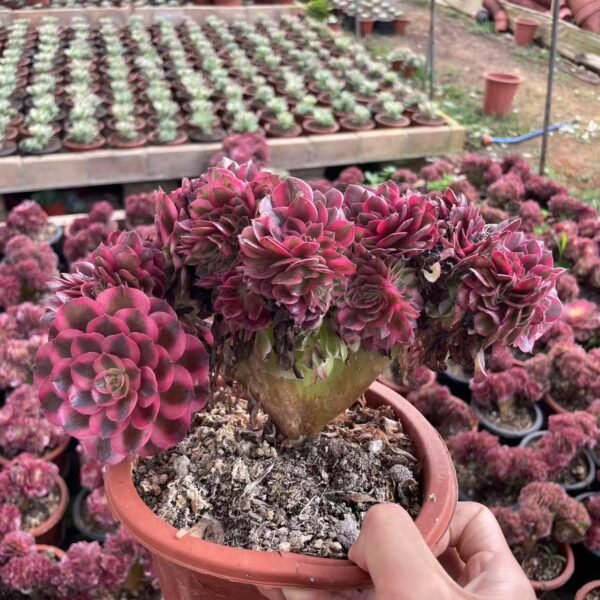 017. Aeonium ‘Pink Witch’