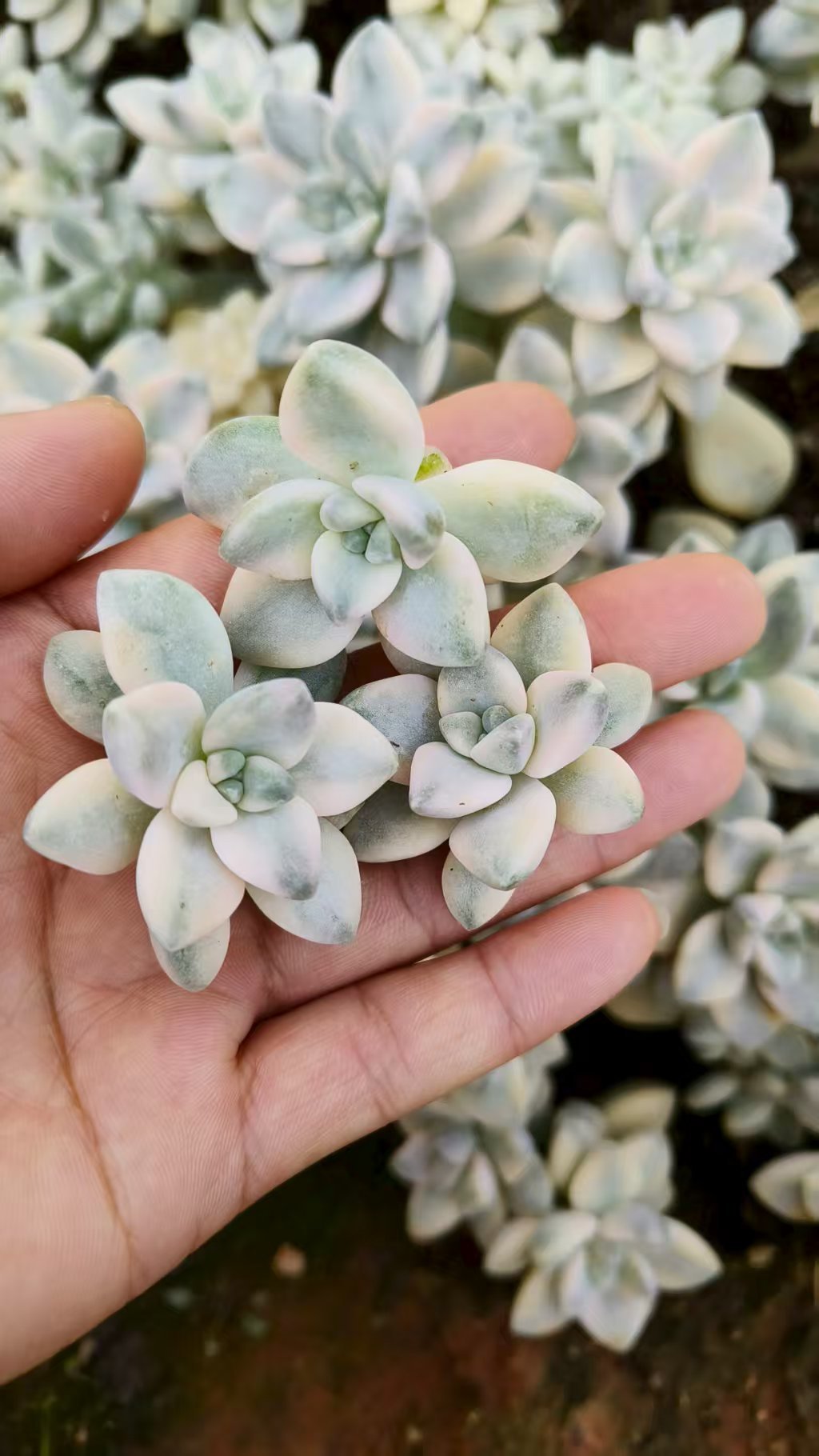 Graptoveria 'Titubans' variegata