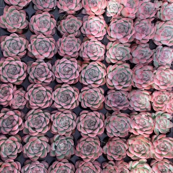 106. Echeveria elegans potosina Crystal