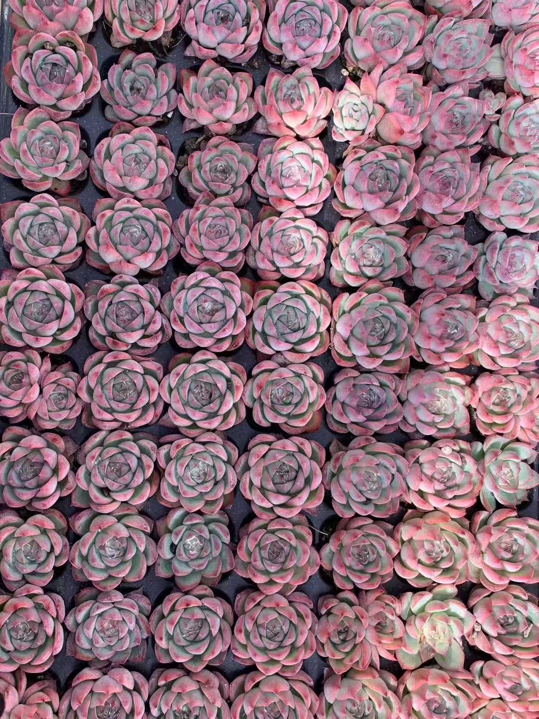 4e72998a18fbff991599ca9d5a76ae0