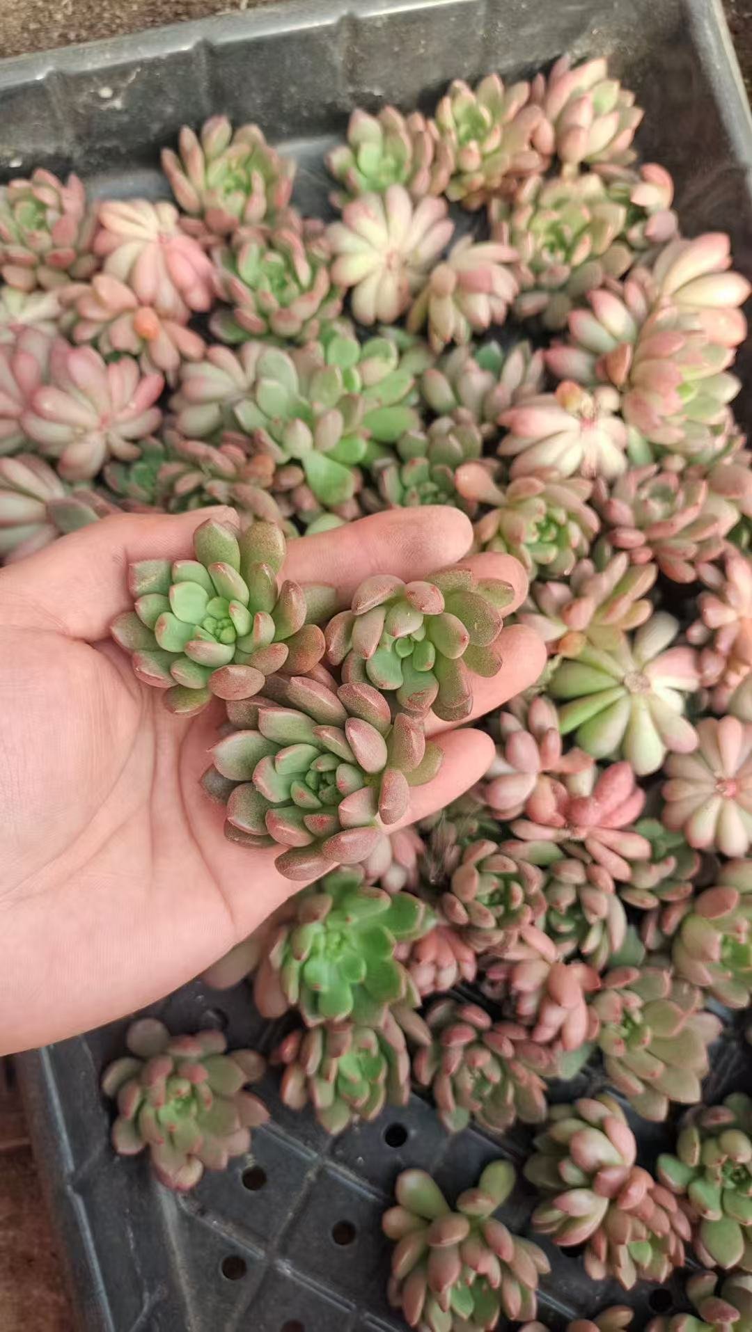 Sedeveria 'Pink Ruby'