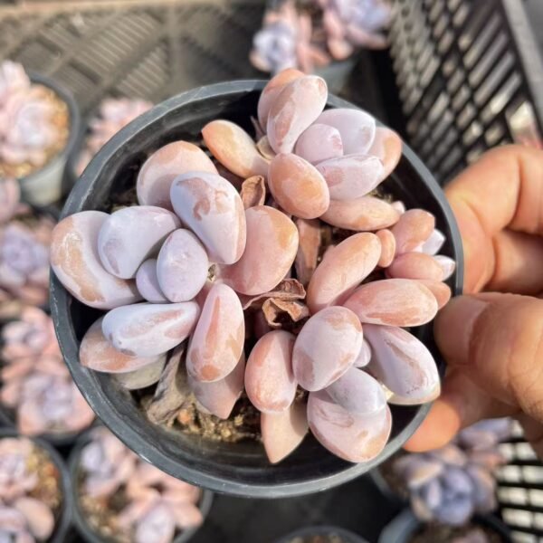 026. Echeveria ‘Snow Bunny’