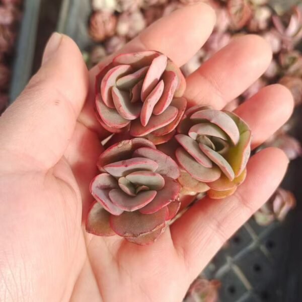 021. Echeveria ‘Suyon’