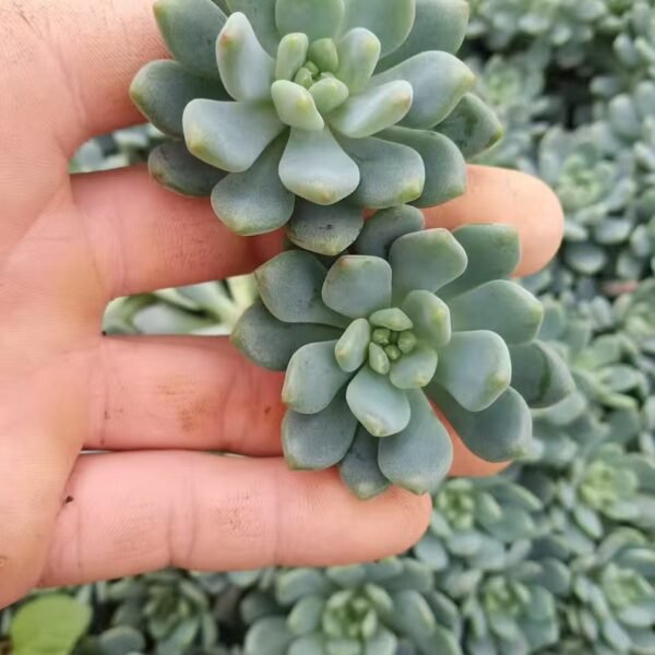 076. x Sedeveria ‘Blue Elf’