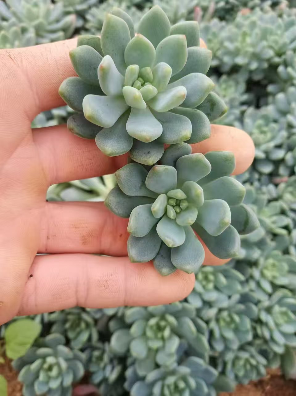 Status: Photo shows plant at peak condition