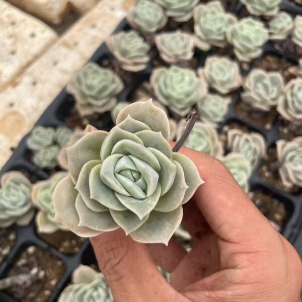 163. Echeveria ‘Lovely Rose’