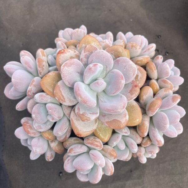 Echeveria ‘Lala Milk’
