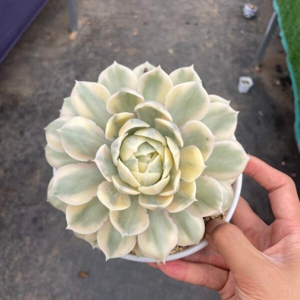 Echeveria cv. Onslow Variegated
