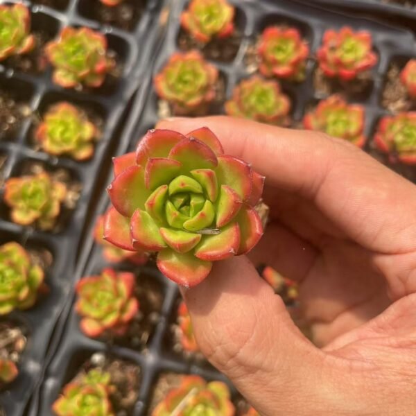 094. xSedeveria ‘Letizia’