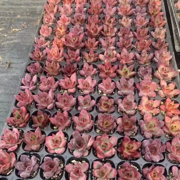 087. Echeveria ‘Rocha’