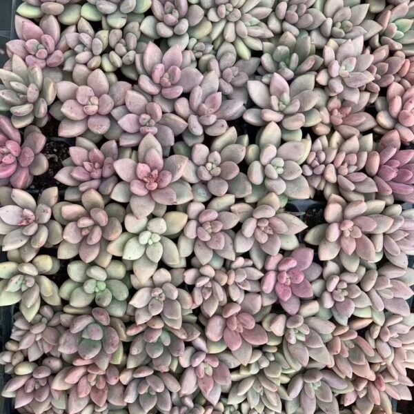 148. Pachyphytum compactum