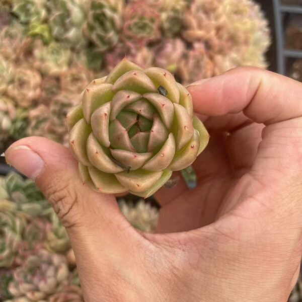 190. Echeveria ‘Champagne’