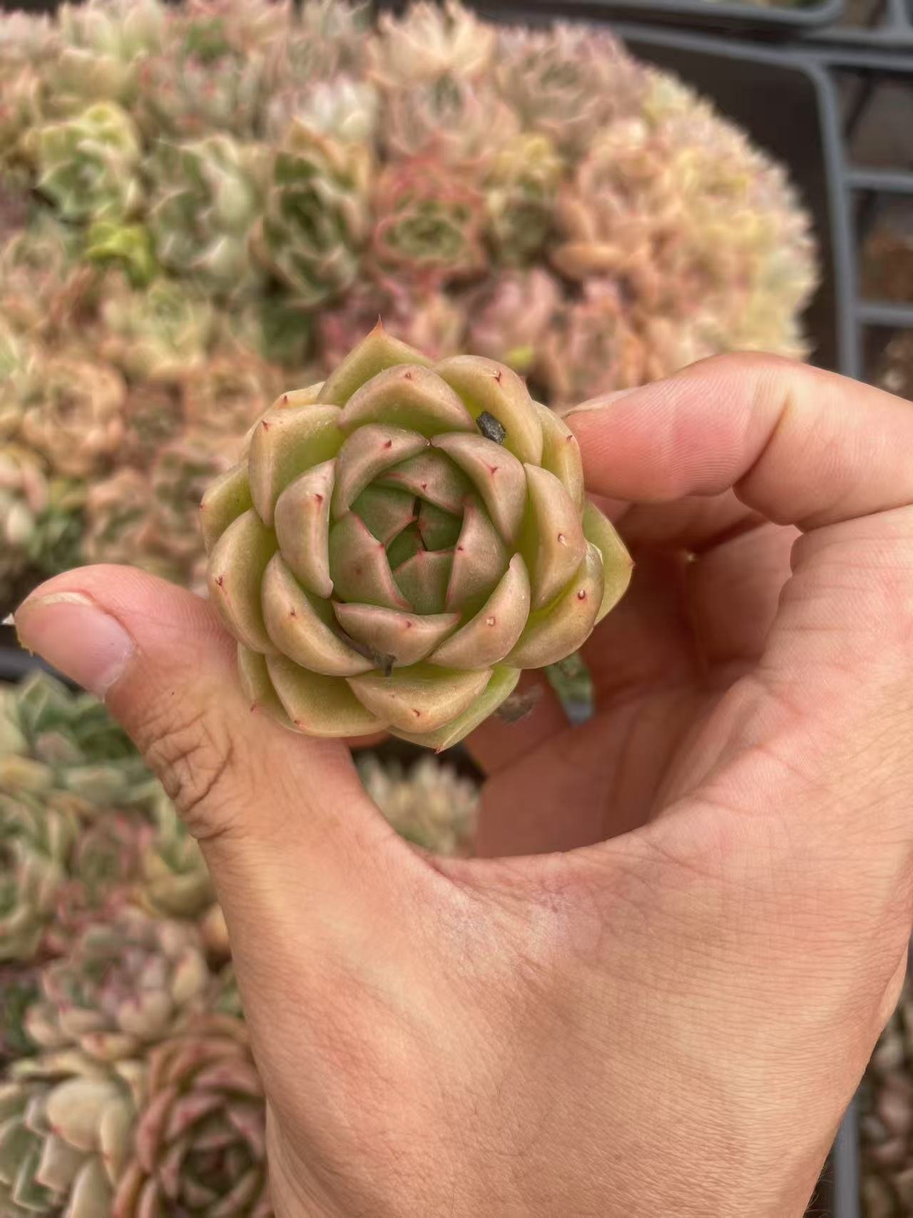 Echeveria 'Champagne'