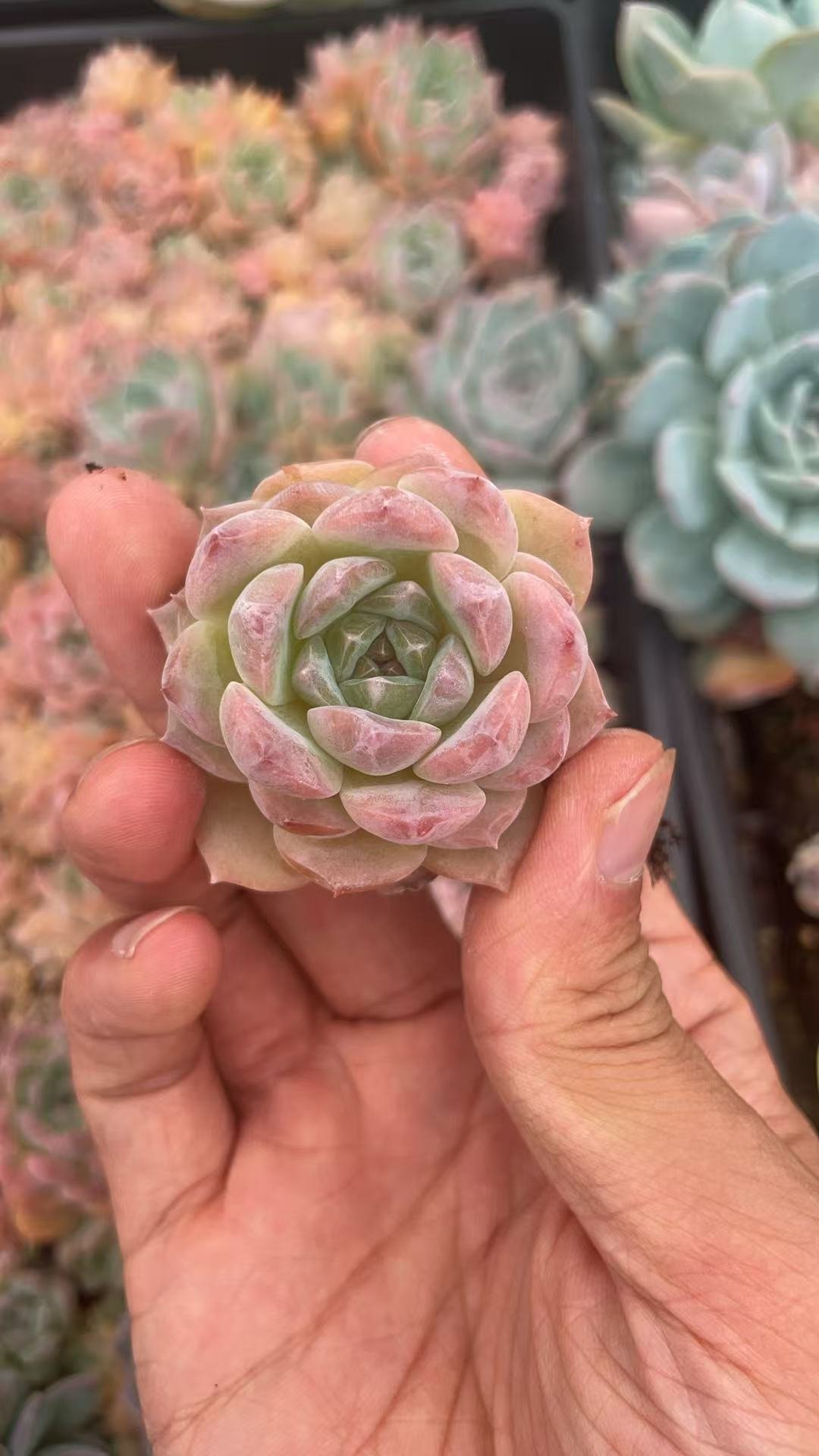 Graptoveria 'Victor Kane'