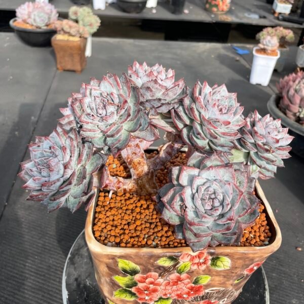 Echeveria ‘Powder Bluebird’