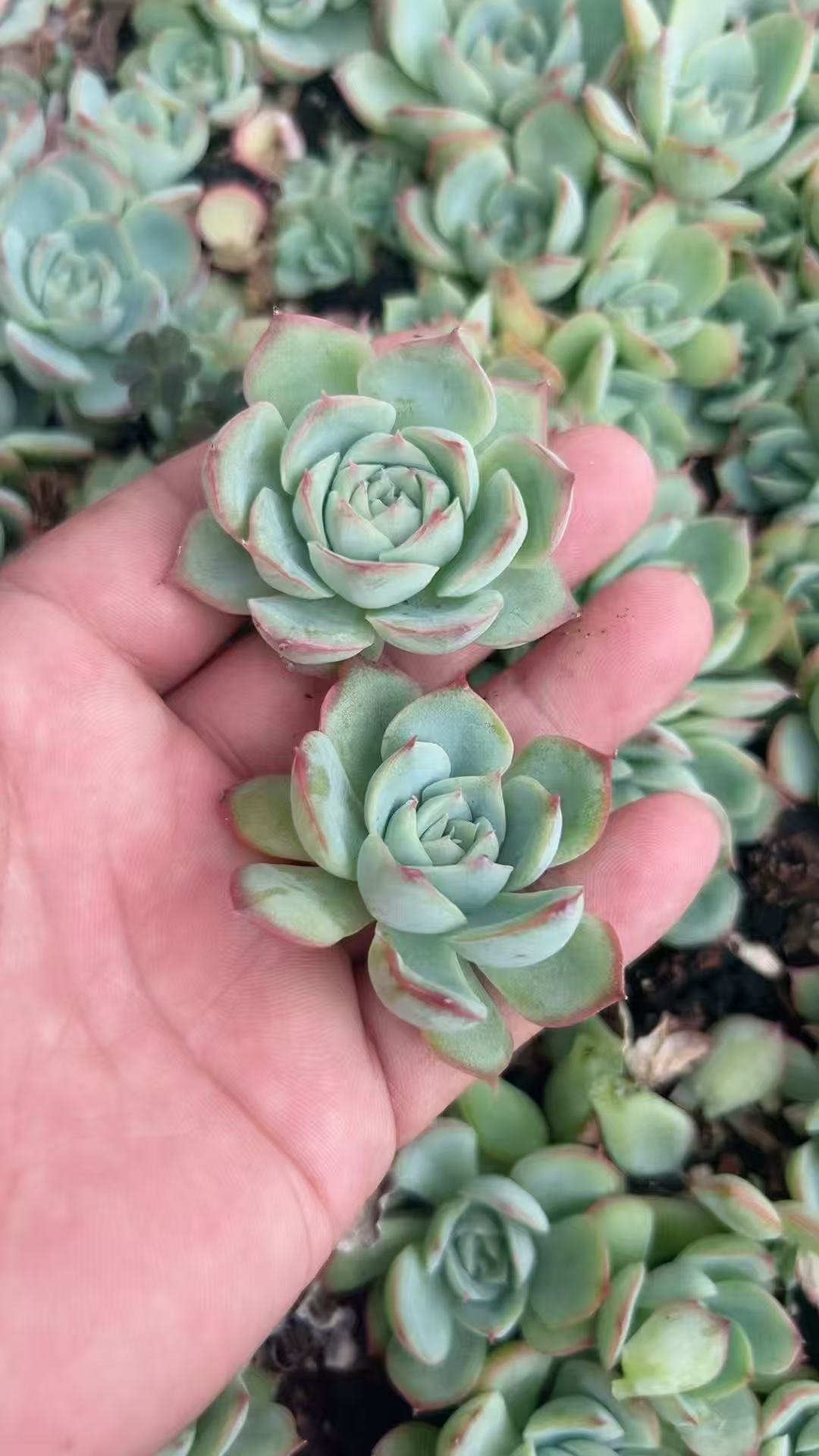 56d940d09d42bcb2fd8d3fbe6b847b3