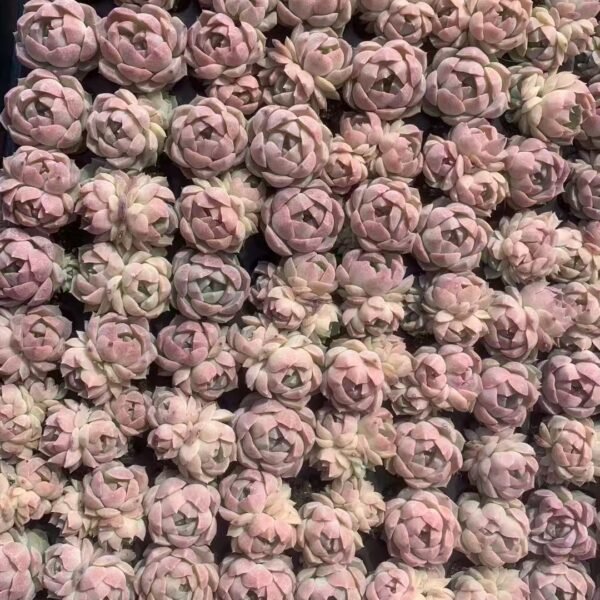 039. Haworthia springiana ‘Awaei’