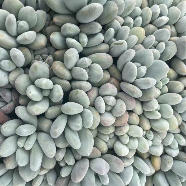 157. Pachyveria ‘Elaine Reinelt’