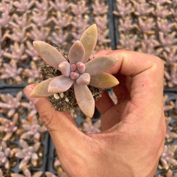 061. Graptopetalum cv. Purple Haze