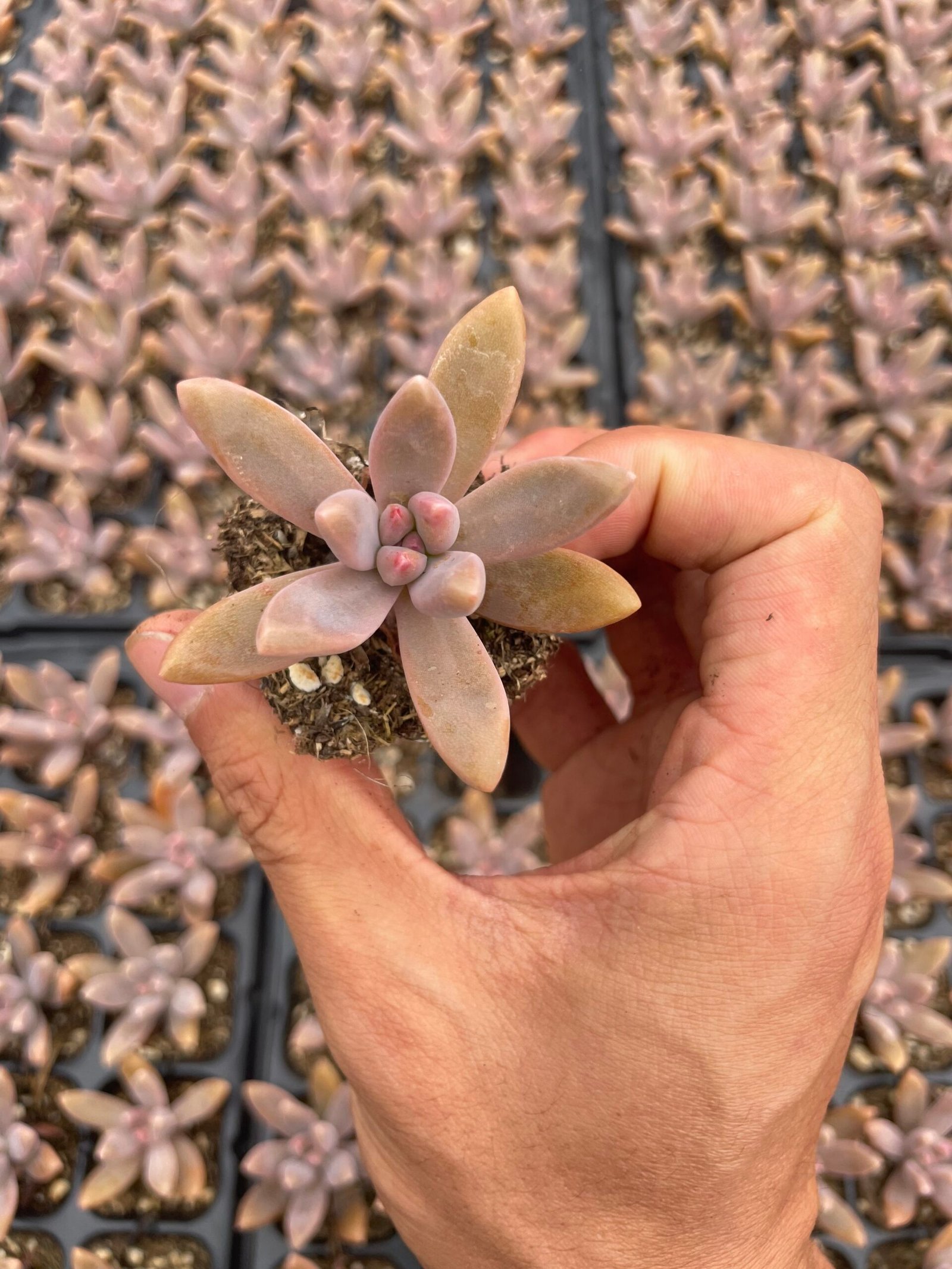 Graptopetalum cv. Purple Haze