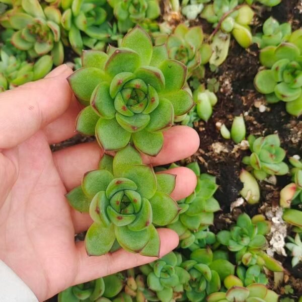 184. Echeveria ‘Moon Stone’