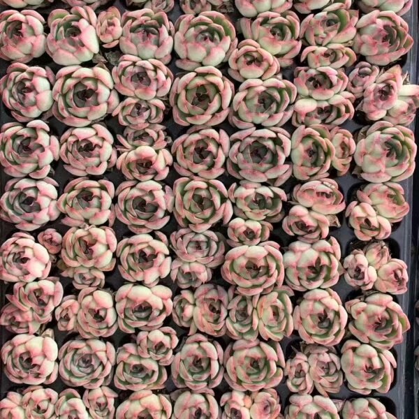 089. 、Echeveria ‘Soul Fairy’