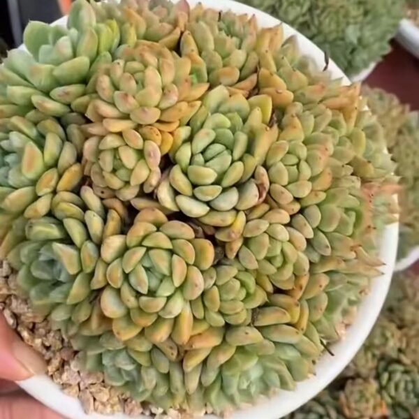 008. Echeveria ‘Elsa’